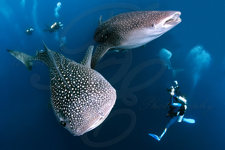 B&E Underwater Photography