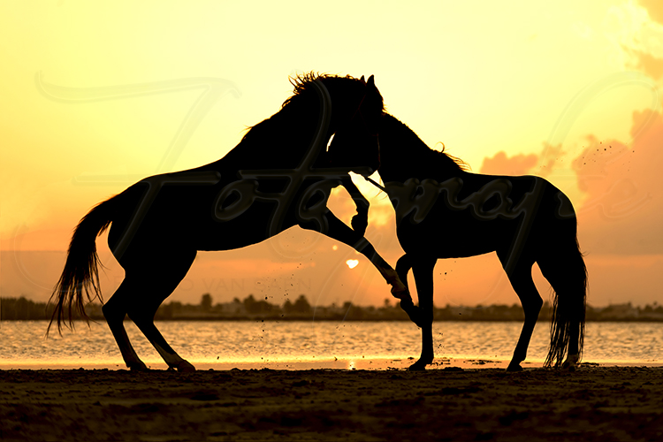 B&E Horse Photography